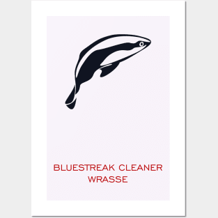 bluestreak cleaner wrasse Posters and Art